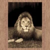 Medori Lion Black Rug -Sydney Rugs Online Ruby6327LionFrontal